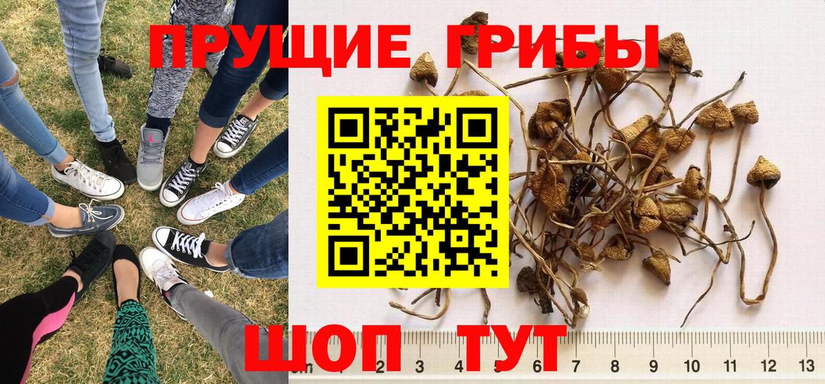 Псилоцибиновые грибы мухоморы Армавир